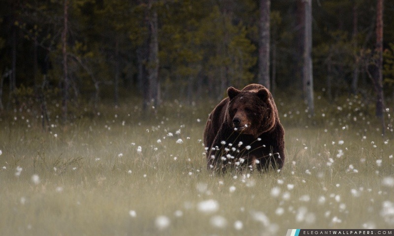 Forest Bear, Arrière-plans HD à télécharger