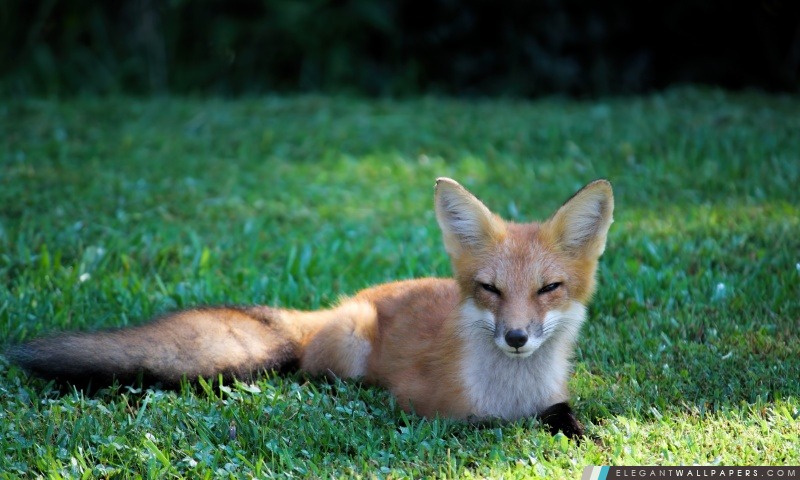 Jolie Red Fox, Arrière-plans HD à télécharger