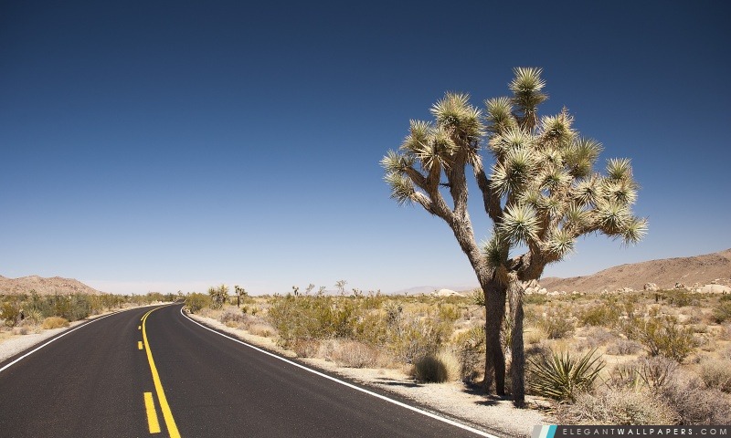 Joshua Tree Desert Road, Arrière-plans HD à télécharger