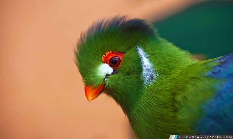 Colorful Bird, Arrière-plans HD à télécharger