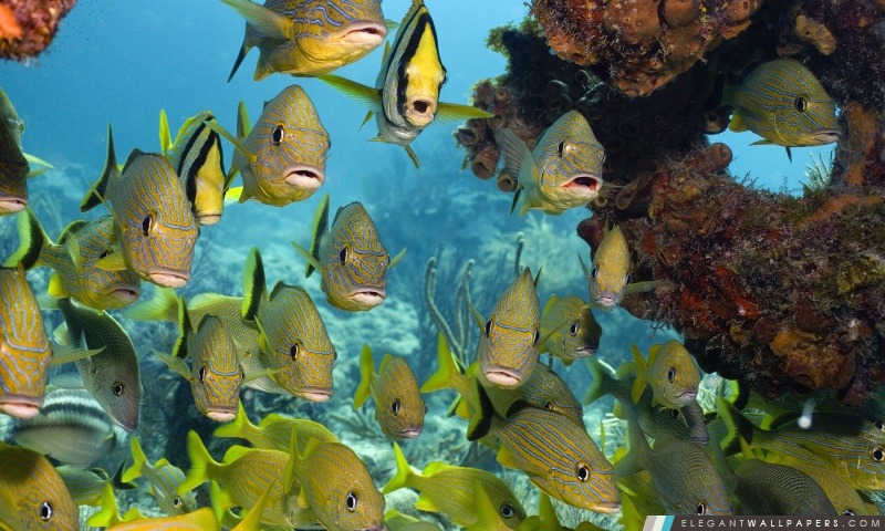Florida Keys National Marine Sanctuary, Arrière-plans HD à télécharger