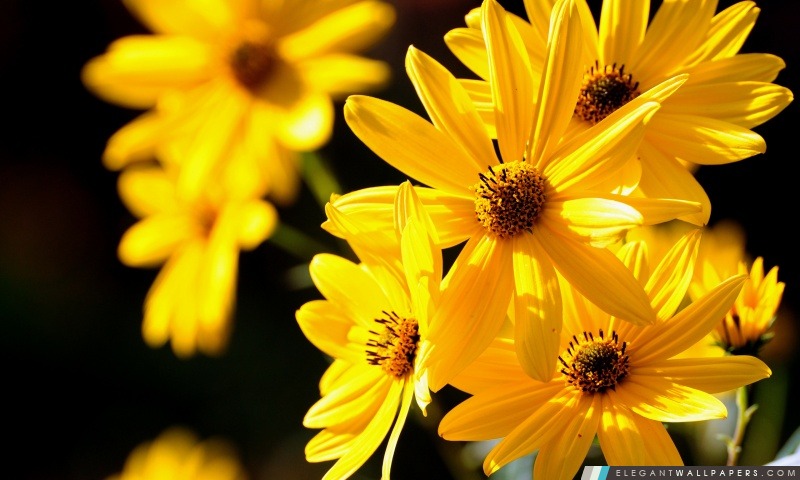 Fleurs jaunes Close Up, Arrière-plans HD à télécharger