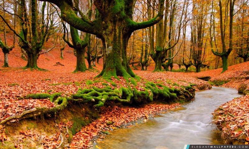 Étrange forêt d'automne, Arrière-plans HD à télécharger