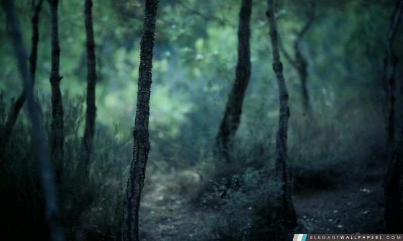 Jeune forêt, Arrière-plans HD à télécharger