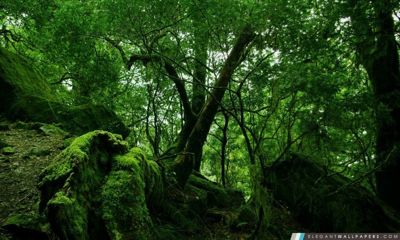 Forêt dense, Arrière-plans HD à télécharger