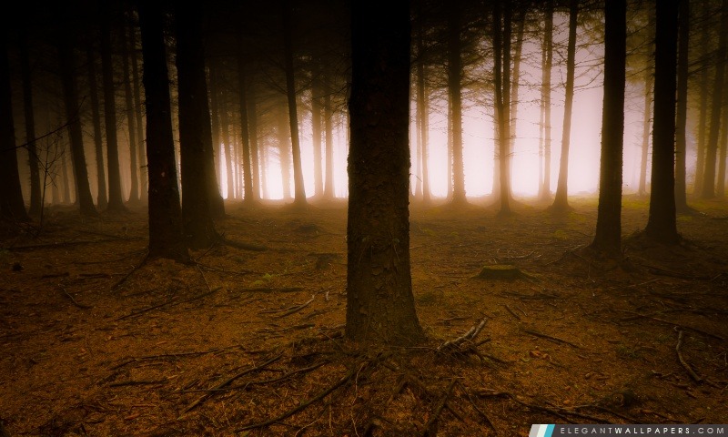Pine arbres forestiers, Arrière-plans HD à télécharger