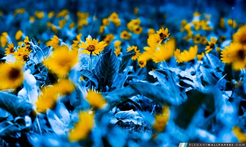 Fleurs Avec Blue Leaves, Arrière-plans HD à télécharger