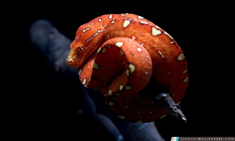 Serpent orange, Arrière-plans HD à télécharger