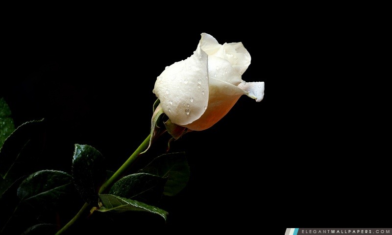 White Rose, Arrière-plans HD à télécharger