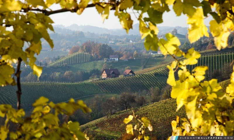 Vignoble près de Gloss sur la Route des Vins, Styrie, Autriche, Arrière-plans HD à télécharger