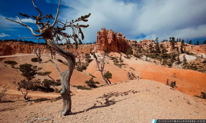 Desert Tree Ombre, Arrière-plans HD à télécharger