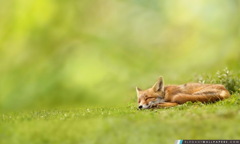 Sleeping Fox, Arrière-plans HD à télécharger