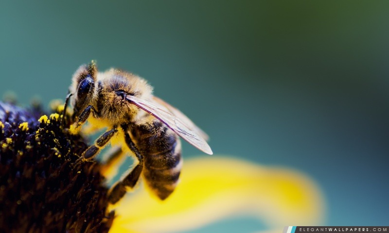 Le pollen d'abeille, Arrière-plans HD à télécharger
