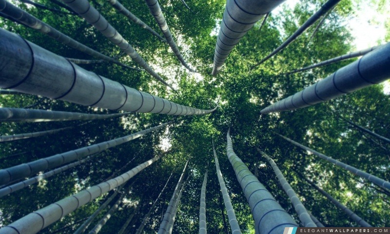 Bamboo Forest, Arrière-plans HD à télécharger