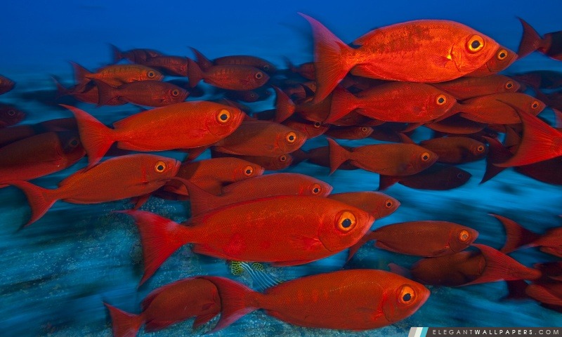 Banc de poissons, Maldives, Arrière-plans HD à télécharger