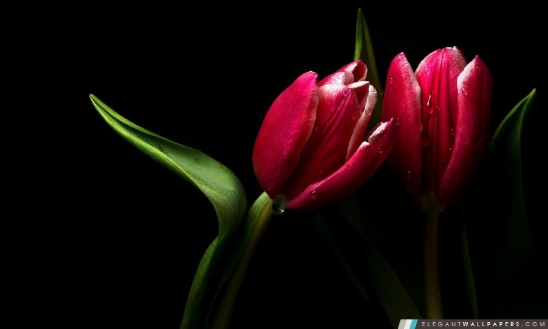 Scarlet Tulip, Arrière-plans HD à télécharger
