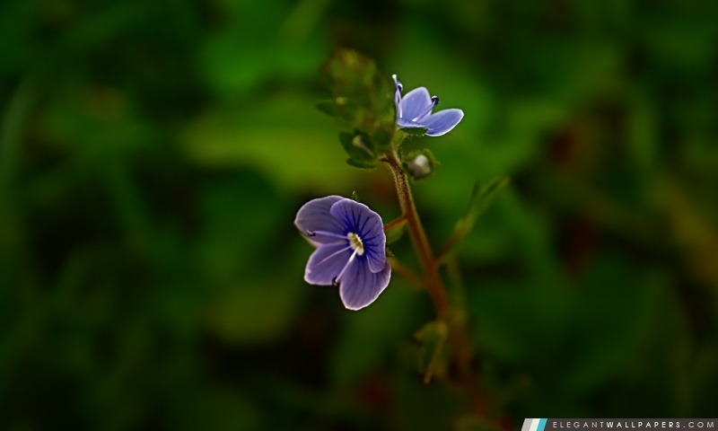 Petite fleur bleue, Arrière-plans HD à télécharger