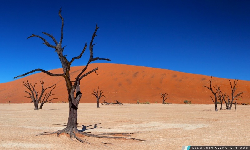 Desert arbres, Arrière-plans HD à télécharger