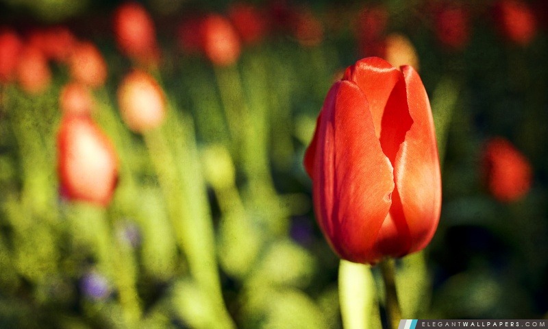 Red Tulip Bud, Arrière-plans HD à télécharger