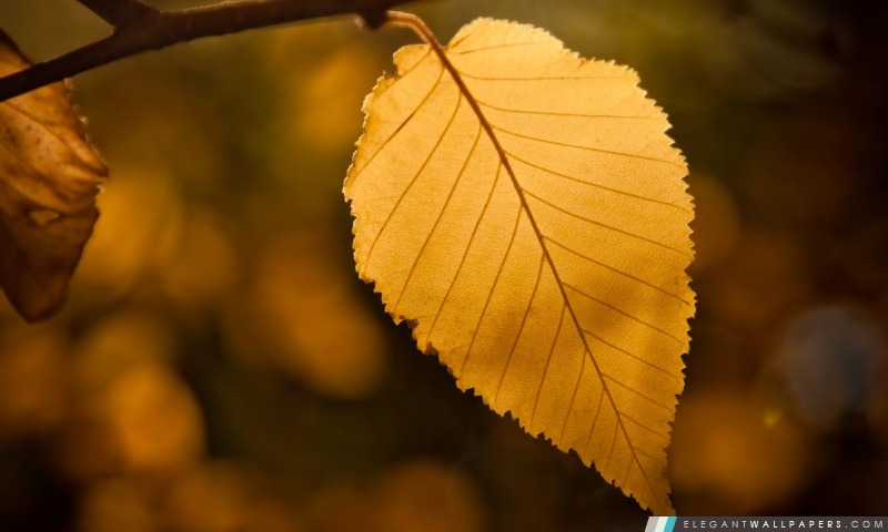 Golden Leaf, Arrière-plans HD à télécharger