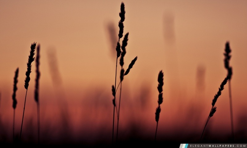 Oreilles d'herbe de coucher du soleil, Arrière-plans HD à télécharger