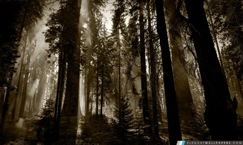 Dark Forest, Arrière-plans HD à télécharger