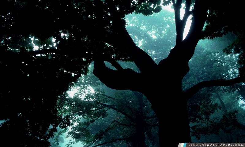 Sombre des arbres forestiers, Arrière-plans HD à télécharger