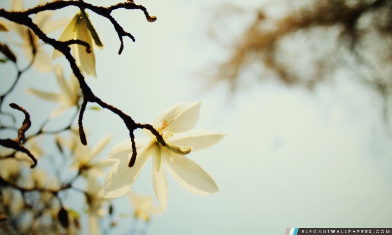 Blanc Magnolia, Arrière-plans HD à télécharger