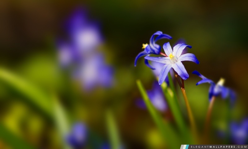 Fleur bleue Bokeh, Arrière-plans HD à télécharger