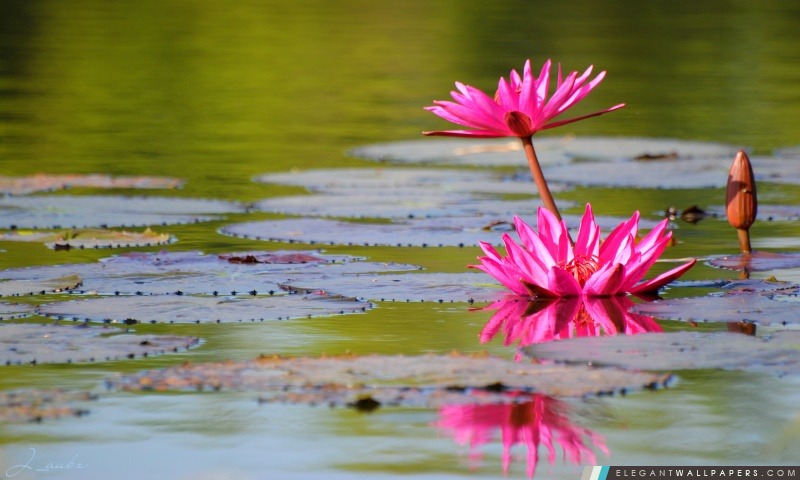 Pink Water Lily, Arrière-plans HD à télécharger