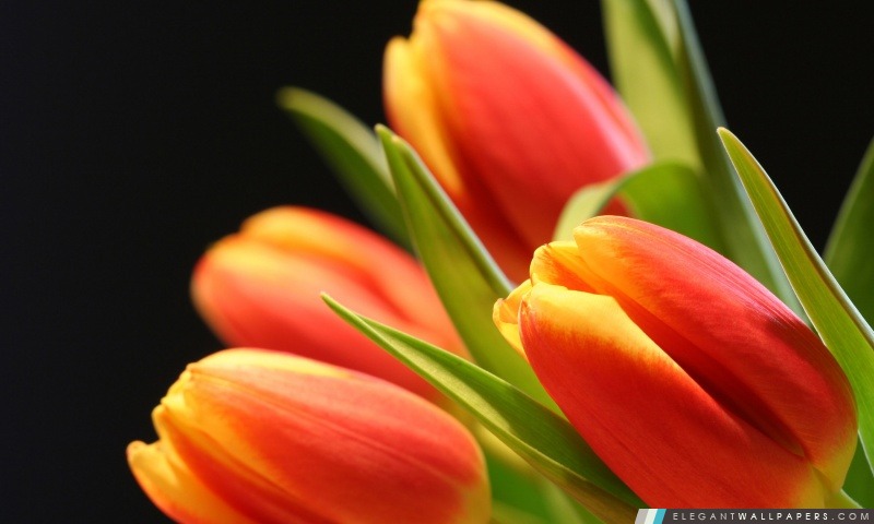Bourgeons de tulipe, Arrière-plans HD à télécharger