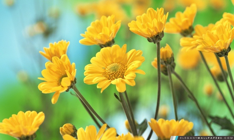 Chrysanthèmes jaunes, Arrière-plans HD à télécharger