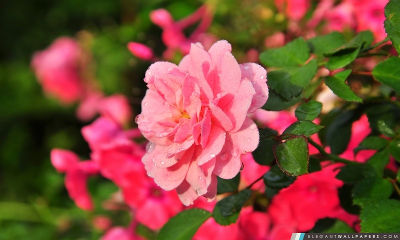 Belle rose, Arrière-plans HD à télécharger