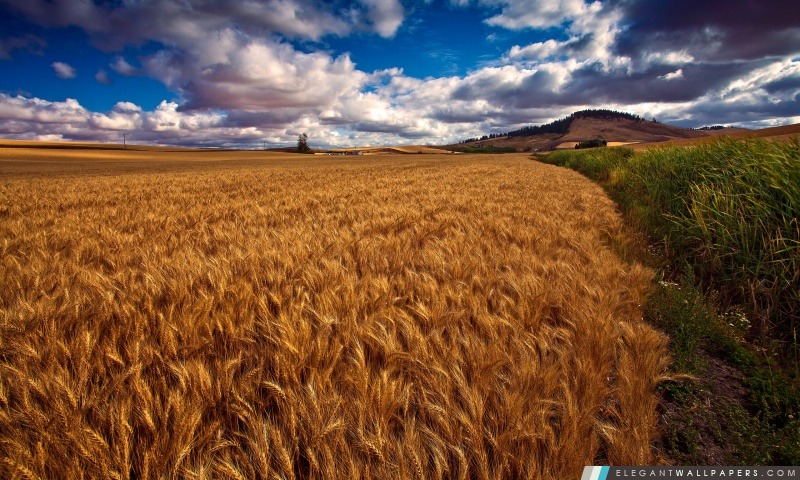 Belle champ de blé HDR, Arrière-plans HD à télécharger
