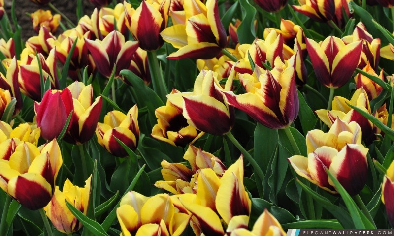 Plantation de tulipes, Arrière-plans HD à télécharger