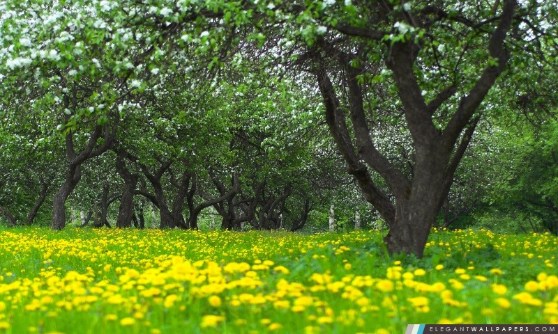 Orchard Spring, Arrière-plans HD à télécharger
