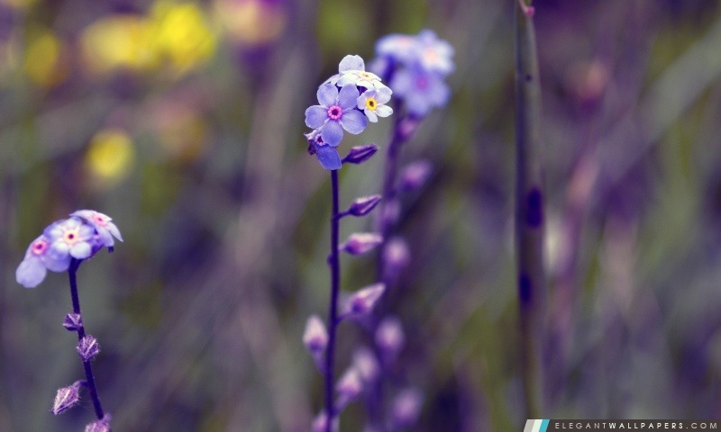 Petites fleurs bleues, Bokeh, Arrière-plans HD à télécharger