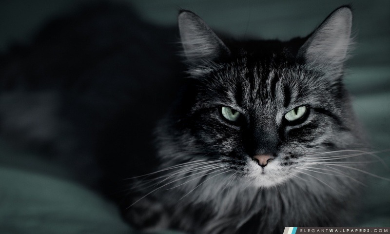 Not Happy Cat, Arrière-plans HD à télécharger