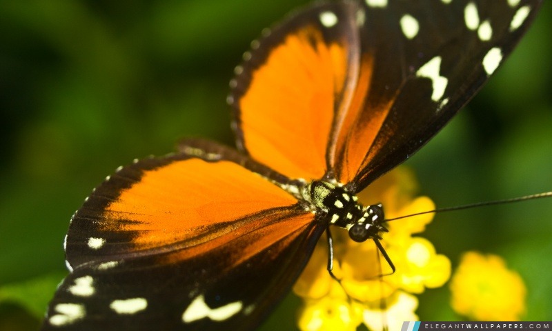 Longwing Tiger papillon, Arrière-plans HD à télécharger