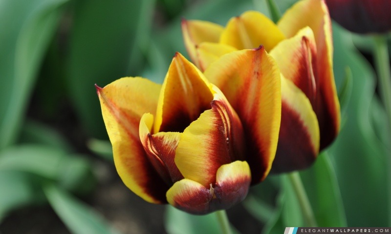 Belles Tulipes, Arrière-plans HD à télécharger