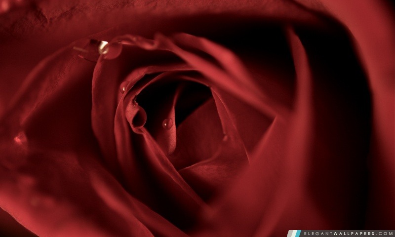 Scarlet Rose, Arrière-plans HD à télécharger