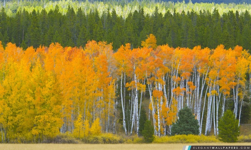 Trembles d'or, Grand Teton National Park, Wyoming, Arrière-plans HD à télécharger