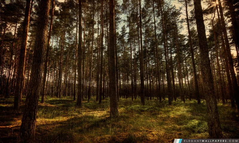 La forêt de pins, HDR, Arrière-plans HD à télécharger