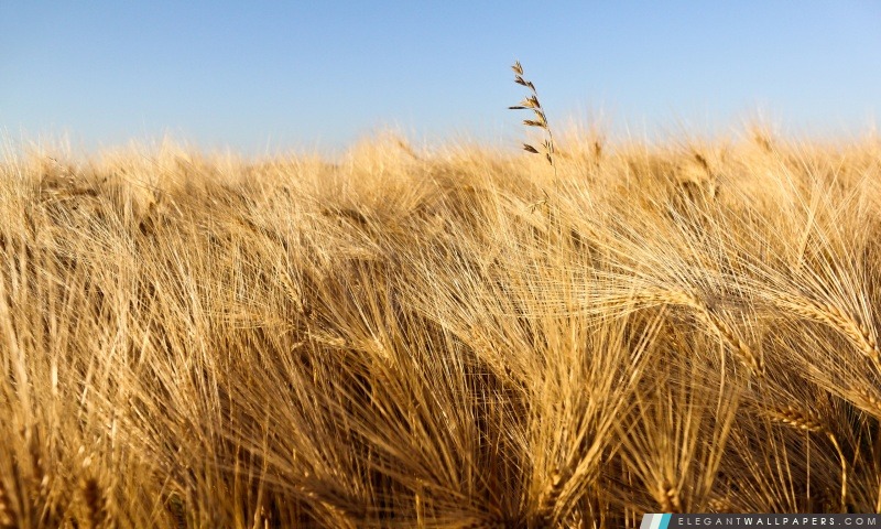 Champ de blé prêt pour la récolte sous le ciel bleu, Arrière-plans HD à télécharger