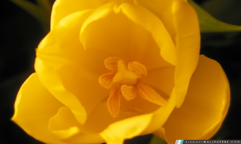 Fleur jaune, Arrière-plans HD à télécharger