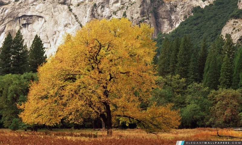 Parc national de Yosemite en Californie automne, Arrière-plans HD à télécharger