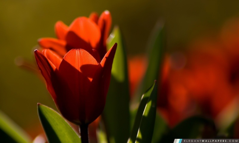 Tulipe rouge Bokeh, Arrière-plans HD à télécharger