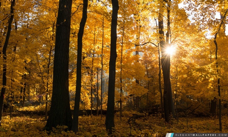 Couleurs d'automne Lever du soleil, la forêt, Arrière-plans HD à télécharger
