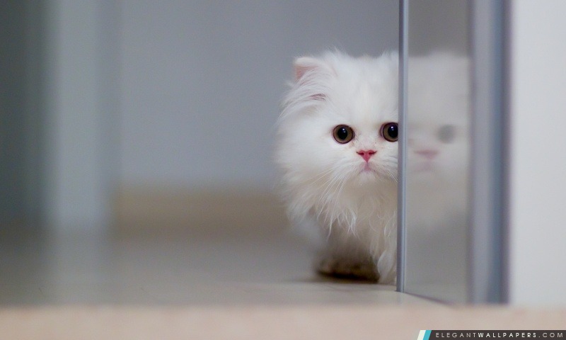 Chat blanc mignon, Arrière-plans HD à télécharger