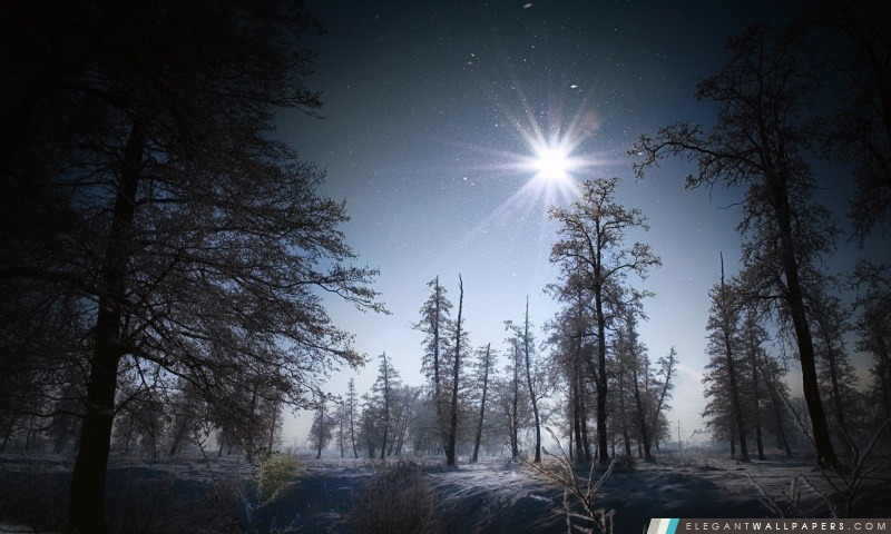 Forêt Dans La Nuit, Arrière-plans HD à télécharger